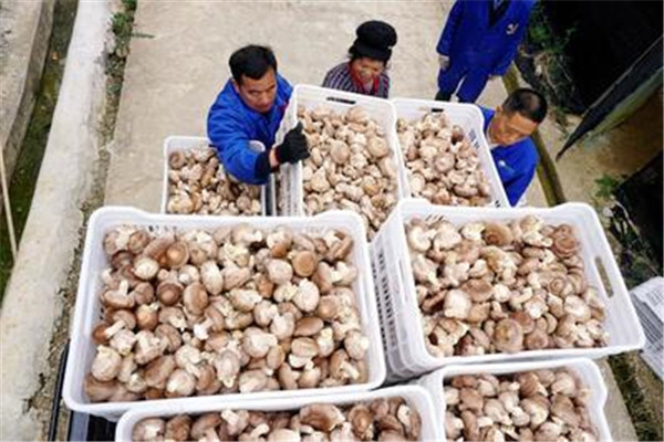 食用菌采收應該注意哪些問(wèn)題