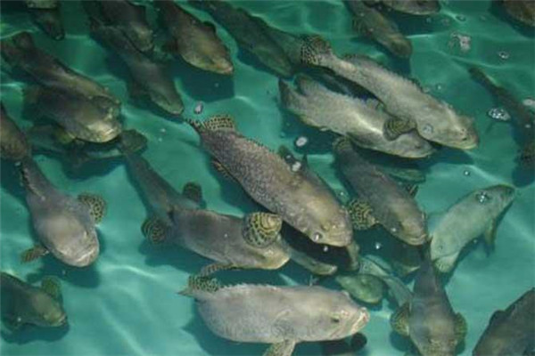 按魚(yú)類(lèi)的生長(cháng)階段分類(lèi)