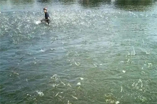 魚(yú)種怎么進(jìn)行放養