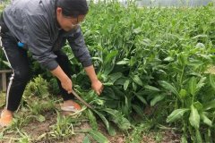 魚(yú)飼料來(lái)源有哪些途徑？