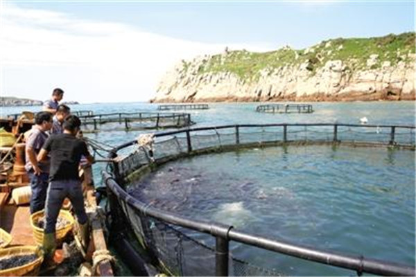 大黃魚(yú)養殖的水域條件