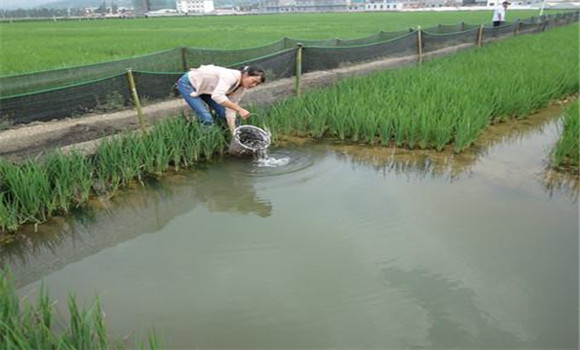放養時(shí)間