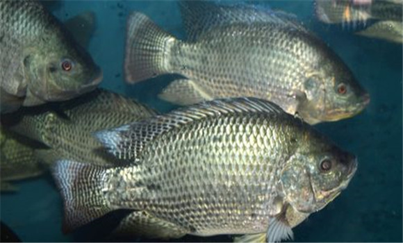羅非魚(yú)