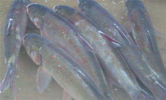 鰱魚(yú)