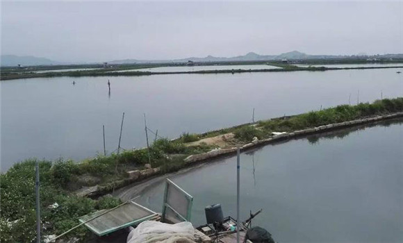 加注新水提高養魚(yú)的水質(zhì)