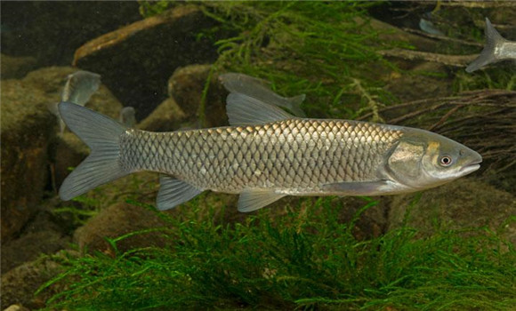 草魚(yú)