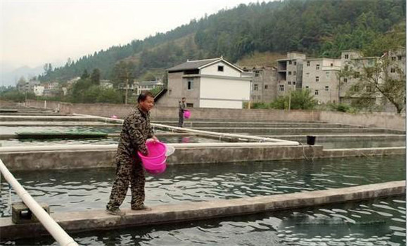 科學(xué)投喂調節提高養魚(yú)水質(zhì)
