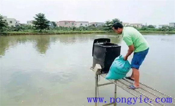 夏季池塘養魚(yú)要加強飼料投喂