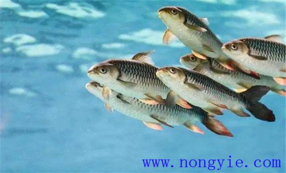 夏初成魚(yú)的養殖管理技術(shù)要點(diǎn)