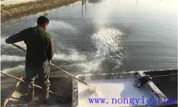 魚(yú)塘全池潑灑藥物應該注意的事項