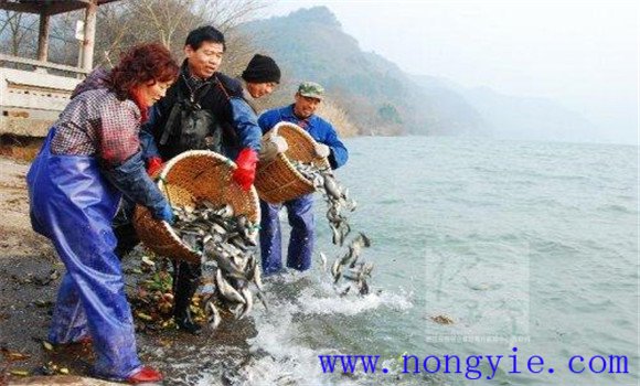 魚(yú)種放養