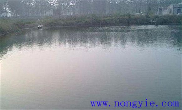 草炭土池塘能夠養魚(yú)嗎
