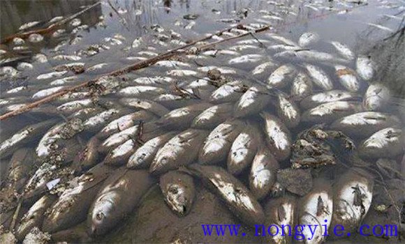 越冬魚(yú)種的預防與補救措施