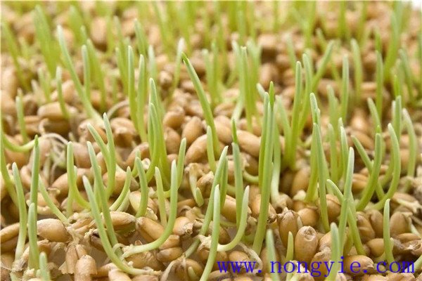 小麥種子多長(cháng)時(shí)間發(fā)芽