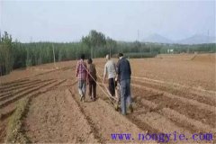 小麥種子畝用量是多少，播種前需不需要泡水