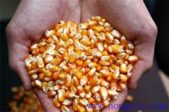 隔年的玉米種子還能發(fā)芽嗎？玉米畝用多少種子