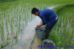 稻田養魚(yú)技術(shù)：為什么說(shuō)稻田養殖草魚(yú)更具優(yōu)勢
