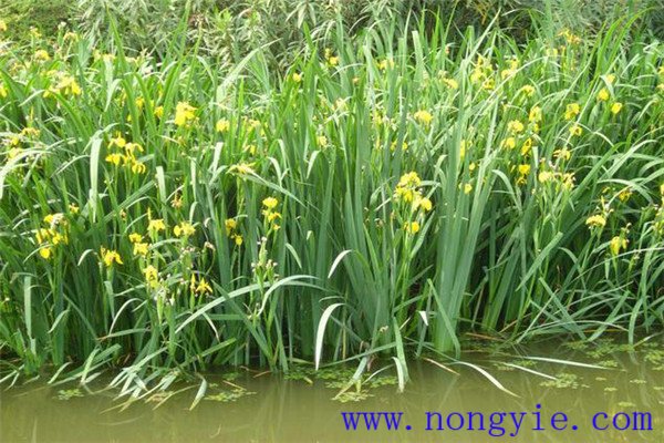 在魚(yú)池水培植物應注意什么