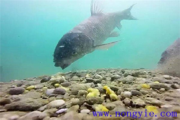 嚴格選留親魚(yú)