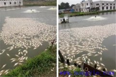 池塘魚(yú)中毒與泛塘有什么區別，如何辯別？