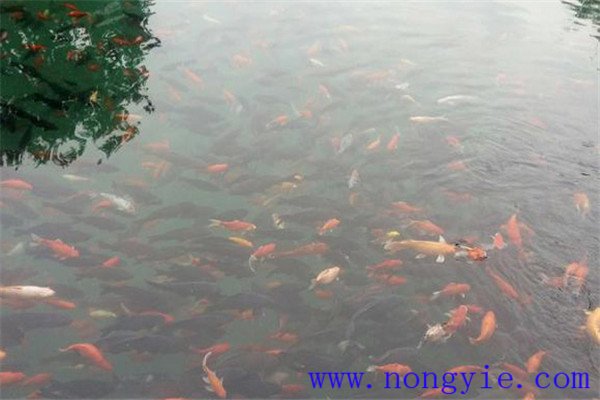 看魚(yú)類(lèi)生長(cháng)大小