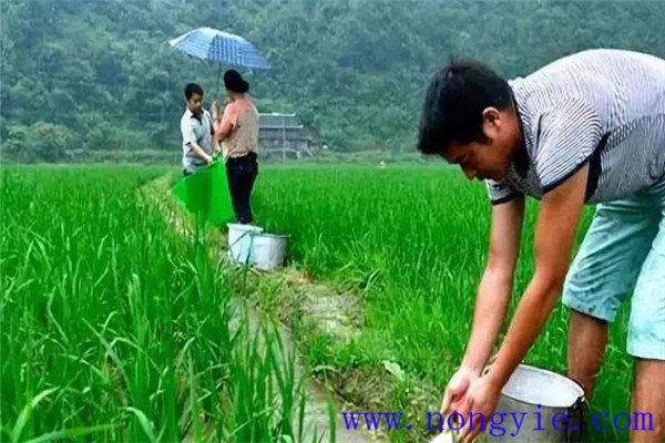 稻魚(yú)如何輪作 輪作養魚(yú)方法