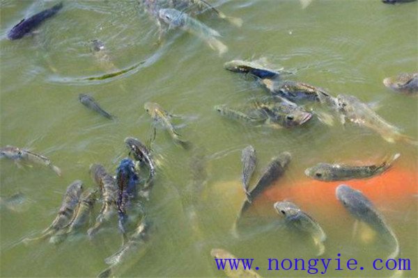 加強成魚(yú)飼養管理