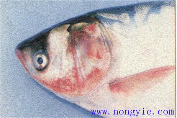 魚(yú)細菌性敗血癥的癥狀與診斷