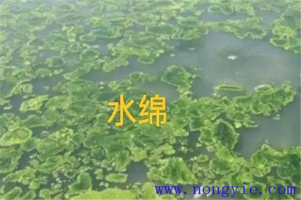 如何清除和控制水綿、水網(wǎng)藻和湖靛等敵害生物