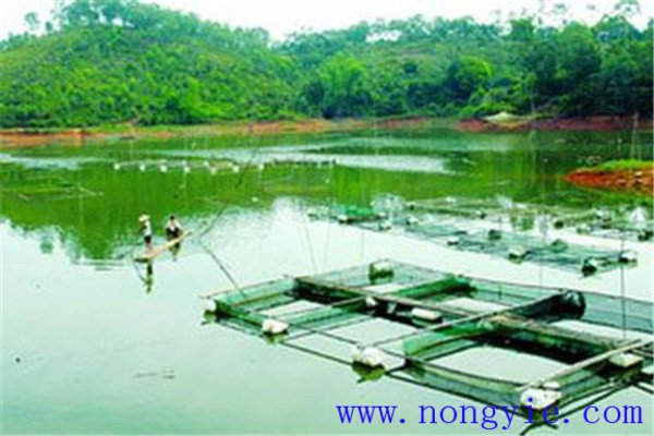 魚(yú)池的土壤保水力要強