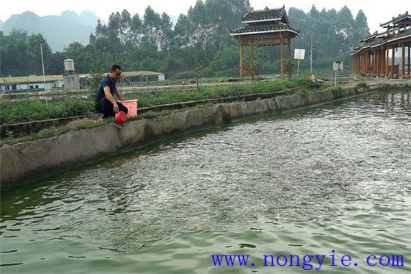 科學(xué)放養魚(yú)種