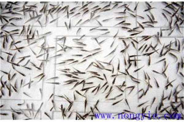 魚(yú)種培育放養的品種比例