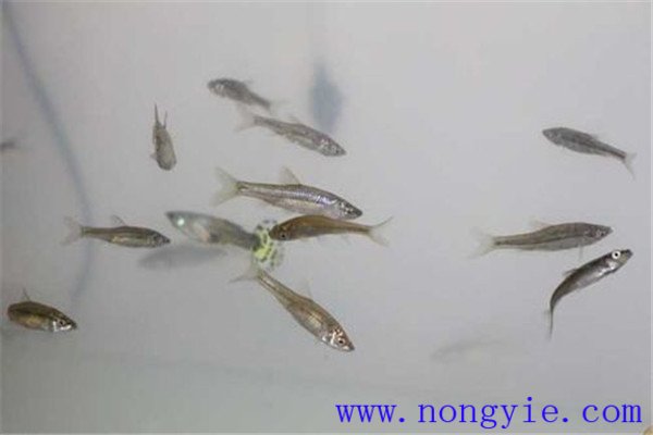 魚(yú)種放養的密度要求