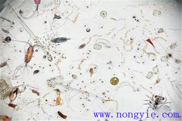 浮游生物有哪些 對魚(yú)類(lèi)和水環(huán)境有什么作用