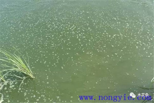 浮游植物對魚(yú)類(lèi)和水環(huán)境有什么作用與影響