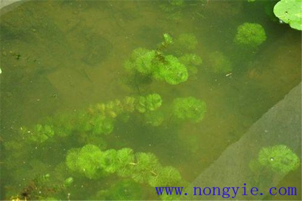 水中有機物耗氧量對魚(yú)類(lèi)的影響