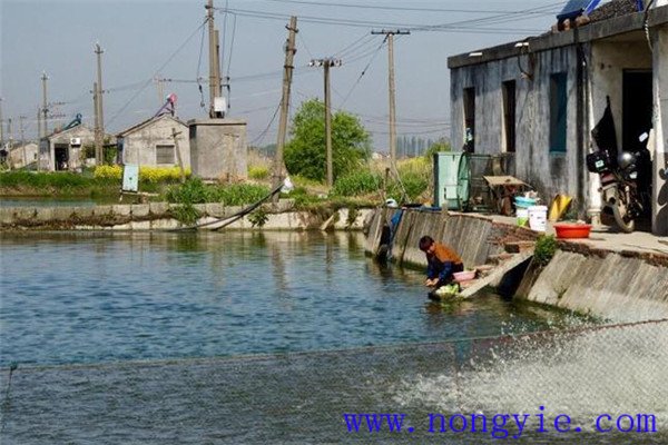 魚(yú)、鵝綜合養殖注意事項