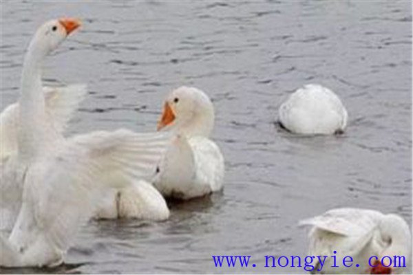 魚(yú)、鵝立體化養殖的優(yōu)點(diǎn)