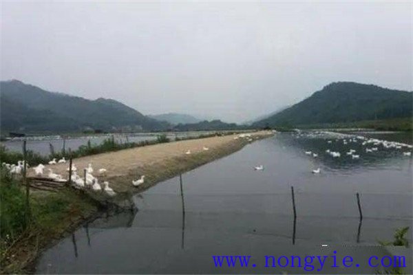 魚(yú)、鵝綜合養殖的模式