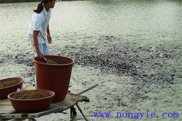 留心觀(guān)察魚(yú)類(lèi)吃食時(shí)間的長(cháng)短