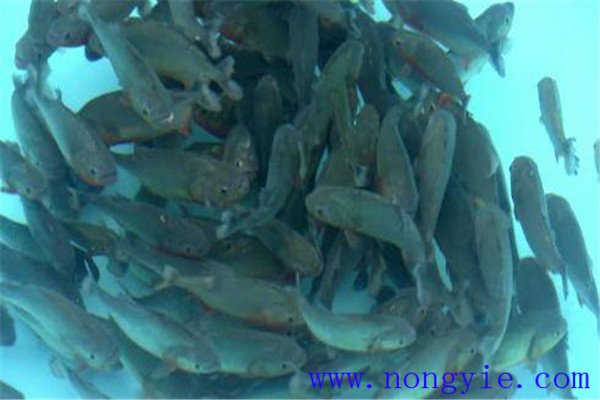 定期檢查飼養魚(yú)類(lèi)的生長(cháng)情況