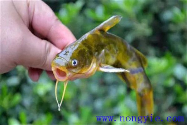 定期檢查飼養魚(yú)類(lèi)的生長(cháng)情況