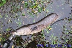 怎樣增加黑魚(yú)餌料來(lái)源 養殖黑魚(yú)的日常管理方法