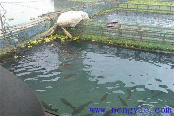 養殖黑魚(yú)的日常管理方法