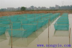 黑魚(yú)1齡魚(yú)苗放養密度、培育方法和越冬管理