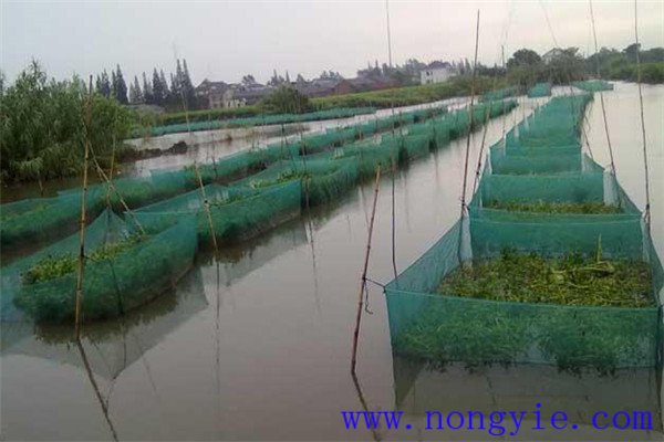 魚(yú)苗的飼養管理方法