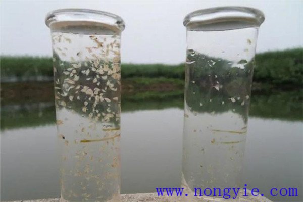 魚(yú)塘中應用光合細菌菌液的方法