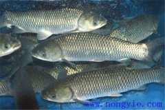 草魚(yú)高效生態(tài)囤養管理模式簡(jiǎn)介與經(jīng)濟效益分析