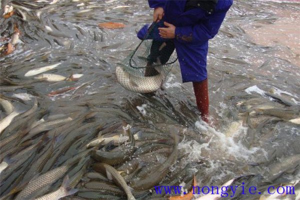 草魚(yú)囤養經(jīng)濟效益分析