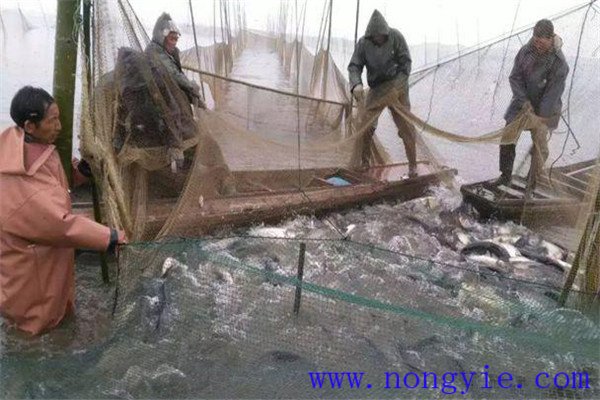 草魚(yú)囤養的經(jīng)驗與體會(huì )